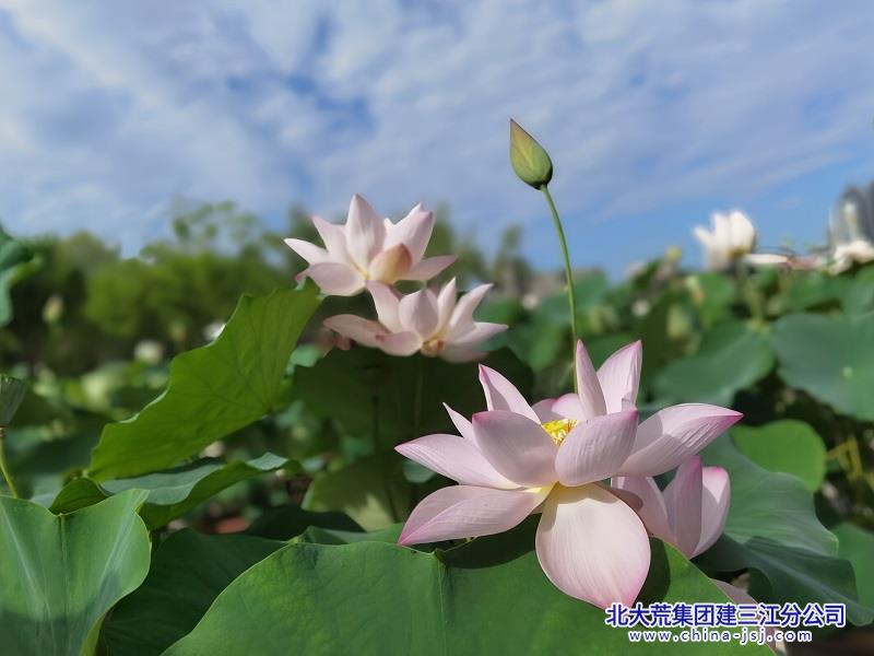 四面芙蓉开.jpg