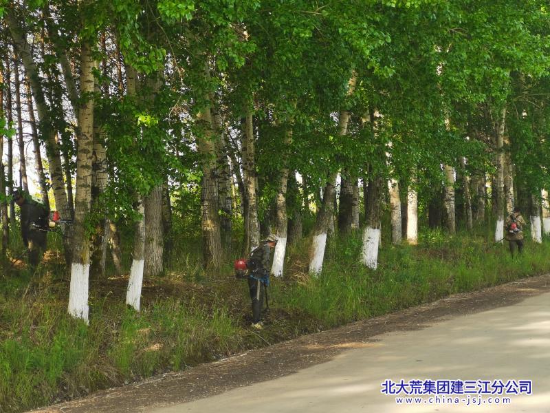 三江三區(qū)樹帶1.jpg
