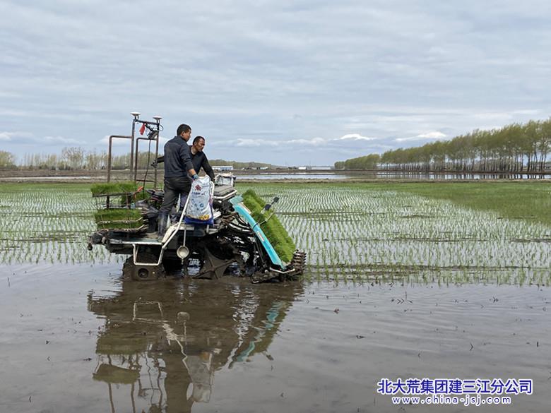 北大荒農(nóng)業(yè)股份七星分公司高標(biāo)準(zhǔn)農(nóng)田插秧忙 龐威.jpg