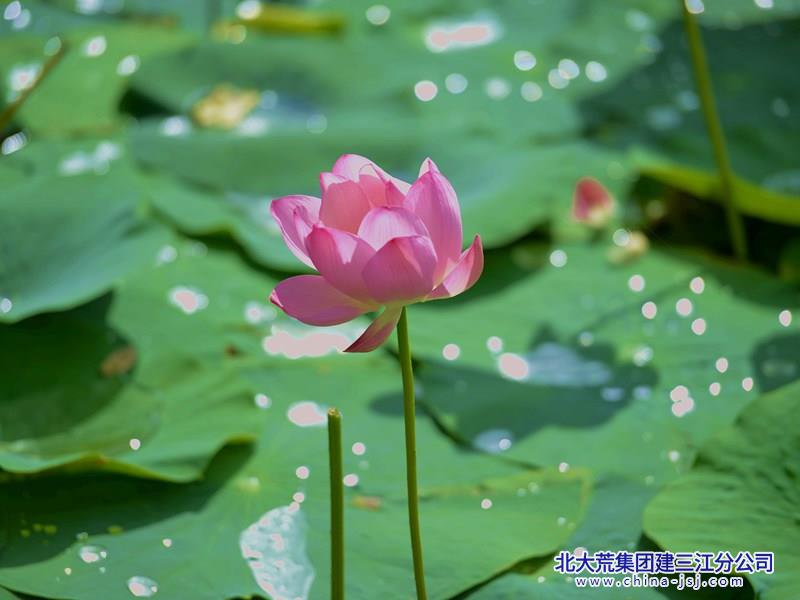 DSC_6602_副本_副本.jpg