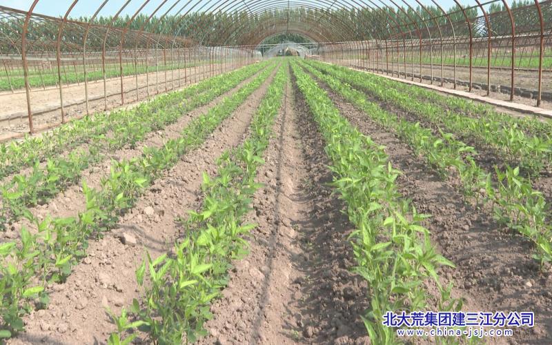 三江大棚1.jpg
