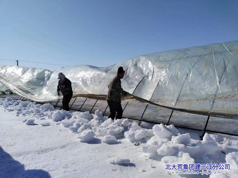 2.21清雪扣棚.jpg