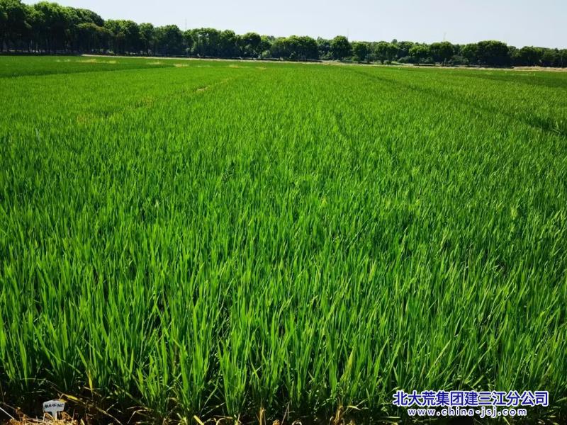 三江胜利六区本田1.jpg