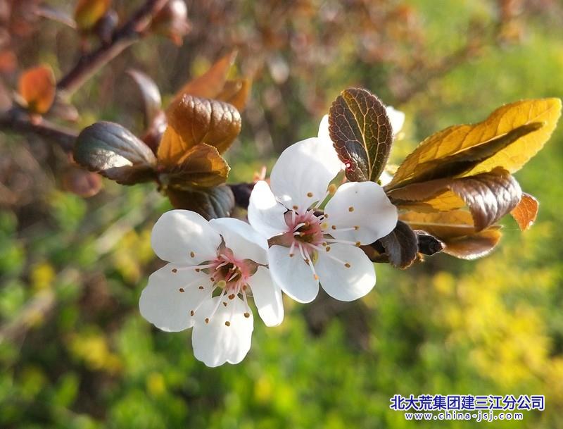 花香四溢.jpg