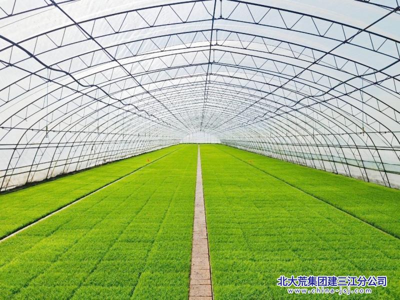 秧苗(1).jpg