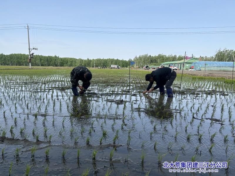 青龍山農(nóng)場有限公司夯實(shí)農(nóng)田管理 緊抓生產(chǎn)轉(zhuǎn)段.jpg