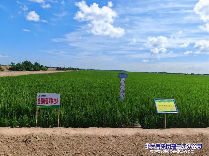 7月27日科技示范田试验田 (12).jpg 7月27日科技示范田试验田 (12).jpg