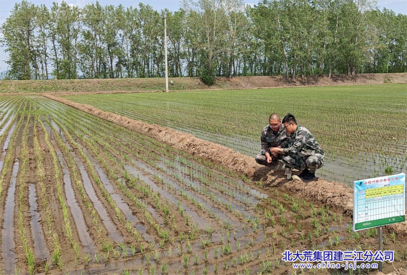 圖為勤得利分公司農(nóng)業(yè)技術(shù)人員正在教種植戶葉齡診斷技術(shù)_副本.png