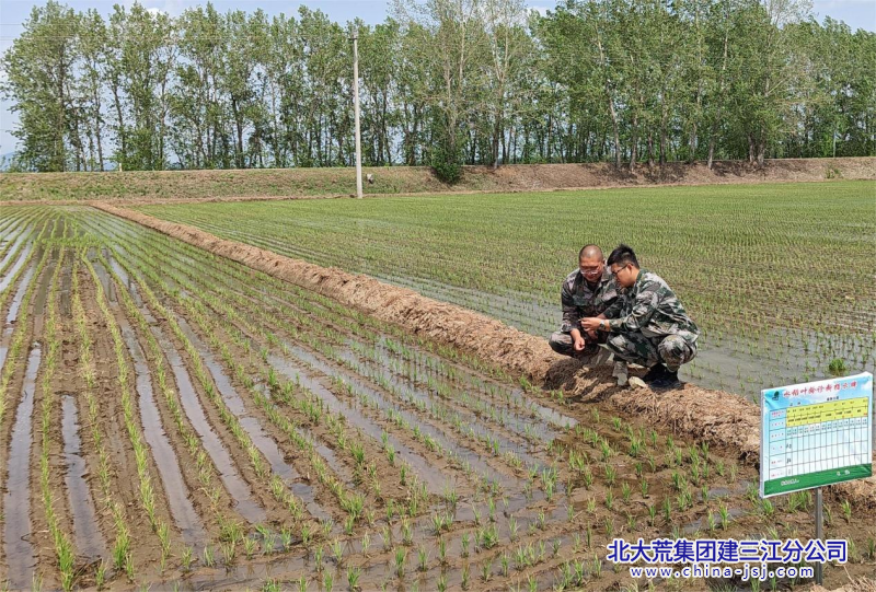 图为勤得利分公司农业技术人员正在教种植户叶龄诊断技术_副本.png