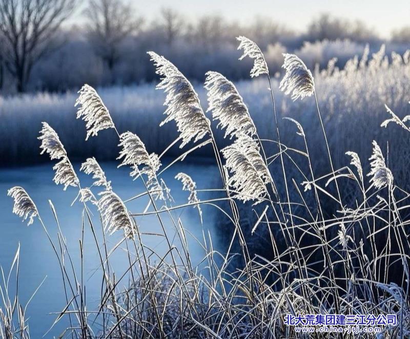 芦梢凝霜白 寒湖映晓光.jpg