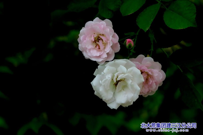 花簪如梦.png