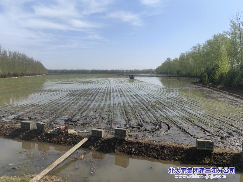 青龍山農(nóng)場有限公司農(nóng)戶愛種“寬窄行” 會理稻田美如畫.jpg