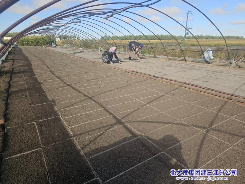 洪河农场“春活秋做”抢农时 秋收摆盘同步发力.jpg