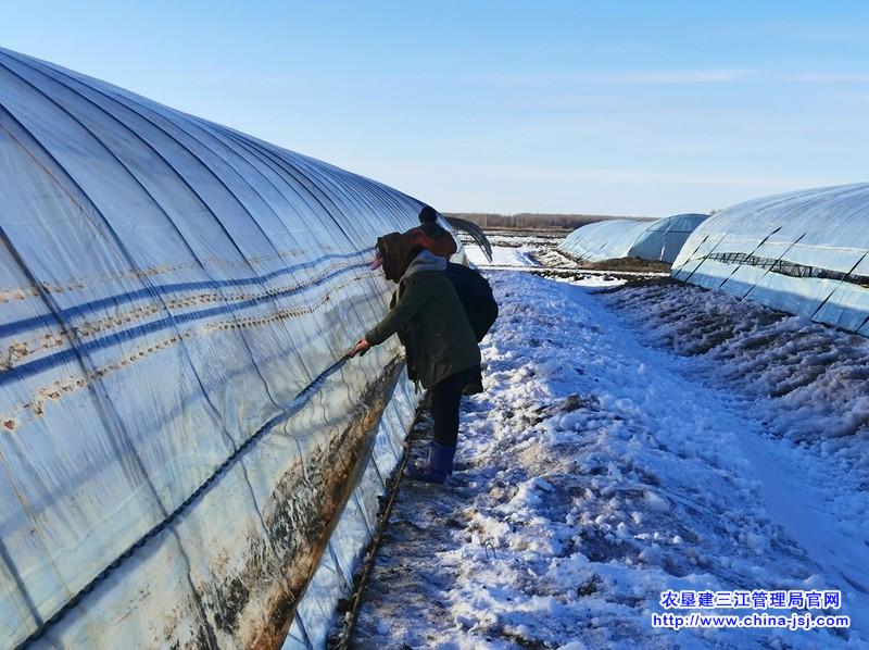 鸭绿河农场千栋育秧大棚清雪扣棚工作进入尾声