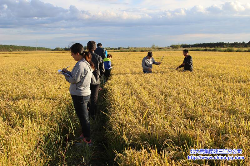 2015年测产 096_副本.jpg 2015年测产 096_副本.jpg