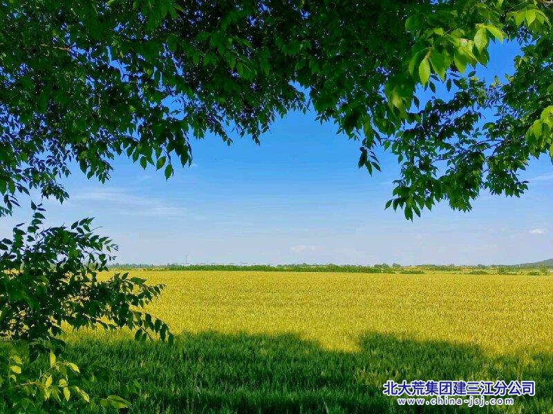 青枝望田.jpg