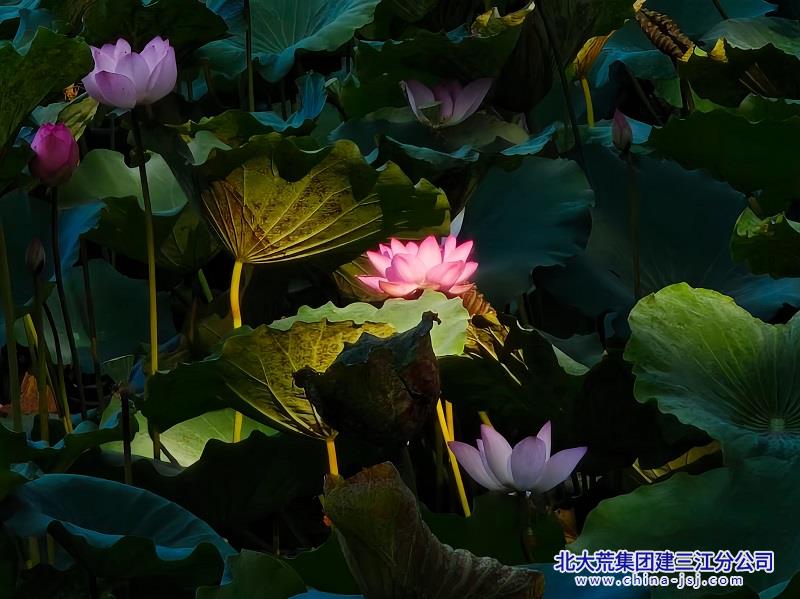 一池青盖，月下荷芳.jpg