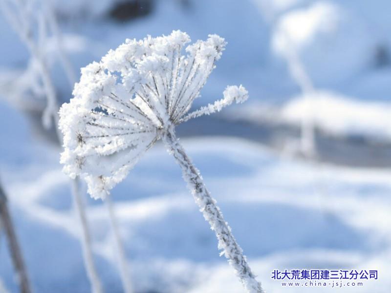 雪绒绒.jpg