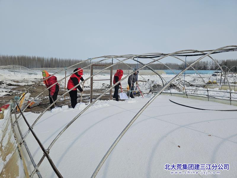 洪河农场亮身份践初心 清雪扣棚当先锋.jpg