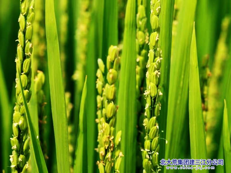 080c5f0a76294af98e80a8ed0ba74ec2_副本.jpg