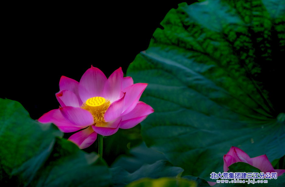 唯有绿荷红菡萏，卷舒开合任天真 (2).png