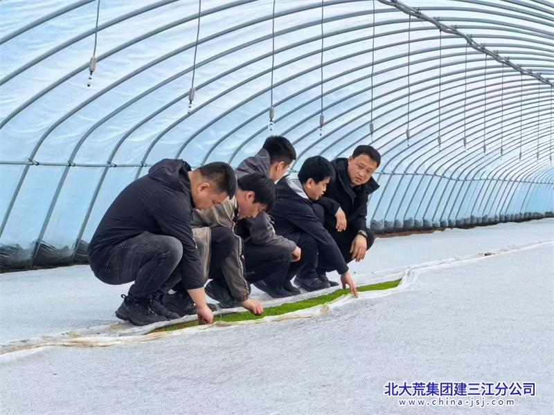 查看秧苗长势 指导服务2 - 副本.jpg