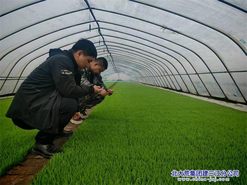 查看秧苗长势 指导服务3 - 副本.jpg