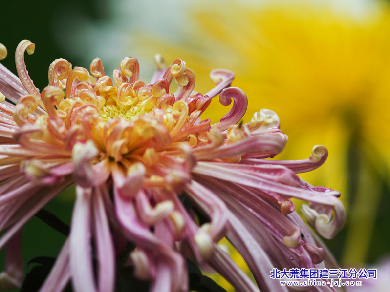花开无恙.png