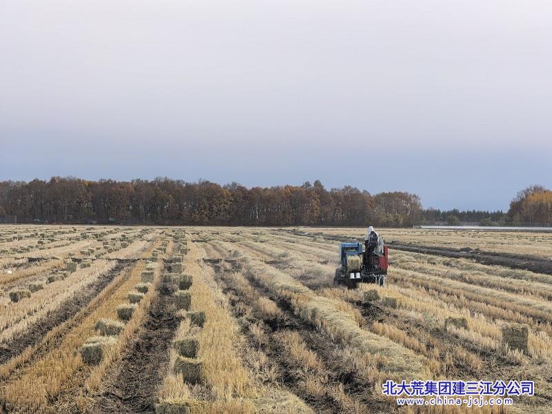 图为胜利农场第三管理区秋收后的稻田里,秸秆捡拾打捆机正开足马力作业。(李乐勤 摄) (1).jpg