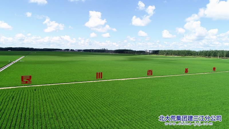 2.“垦川香”优质水稻种植基地(摄影 付永新）_副本.jpg