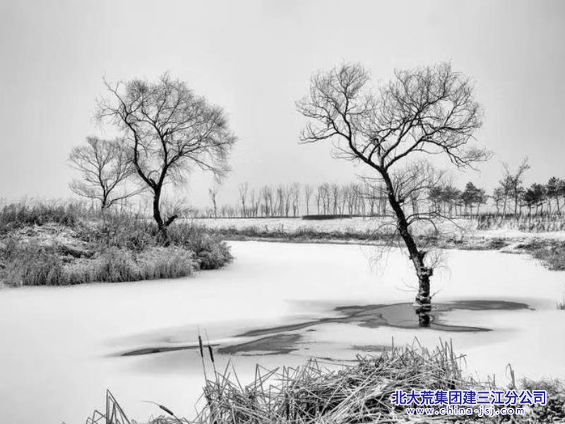 琼枝缀玉  冰雪寒塘.jpg