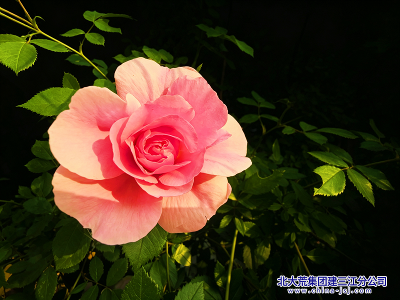 1781936378465_edit_1172316922168510_副本1.png