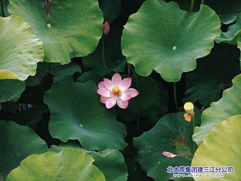 夏荷.jpg