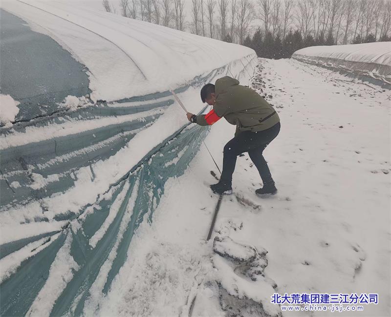 图为第十管理区党员志愿者绑防风绳.jpg