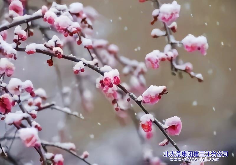 雪里已知春信至 寒梅点缀琼枝腻.jpg