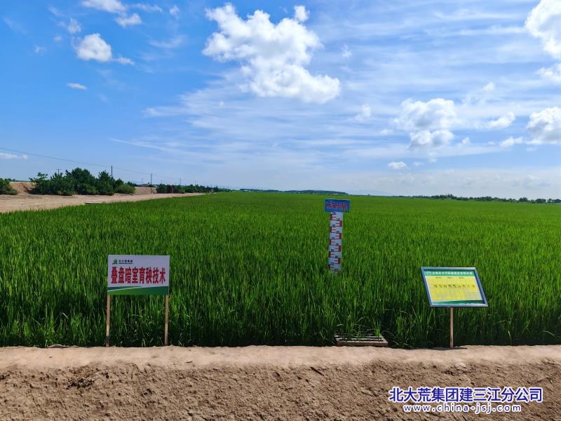 7月27日科技示范田试验田 (11)(1).jpg