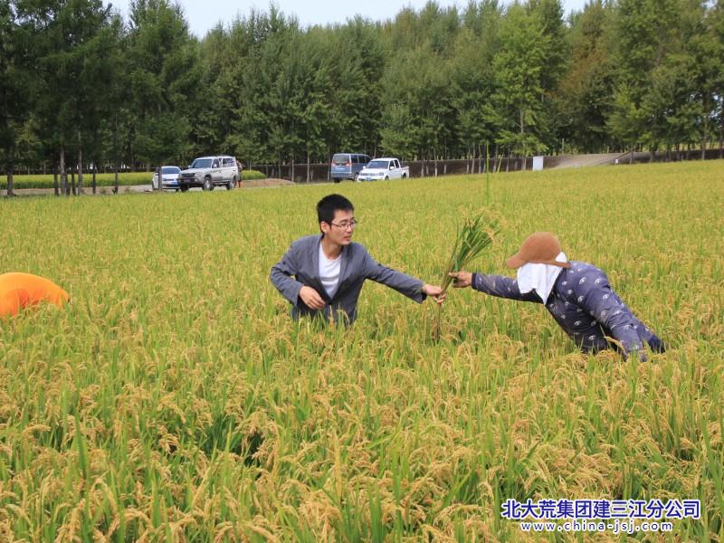 1八五九开展水稻田间普查,为秋收做足准备.jpg 1八五九开展水稻田间普查,为秋收做足准备.jpg