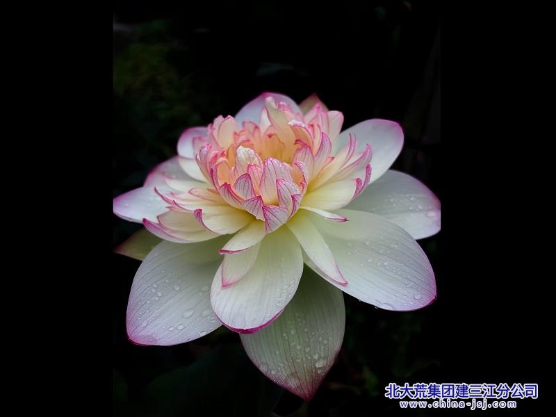 幽夜清荷缀玉珠.jpg
