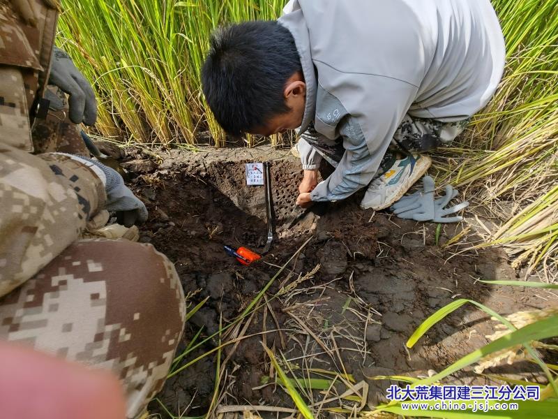 二区科技示范田试验测产 (6)(1).jpg