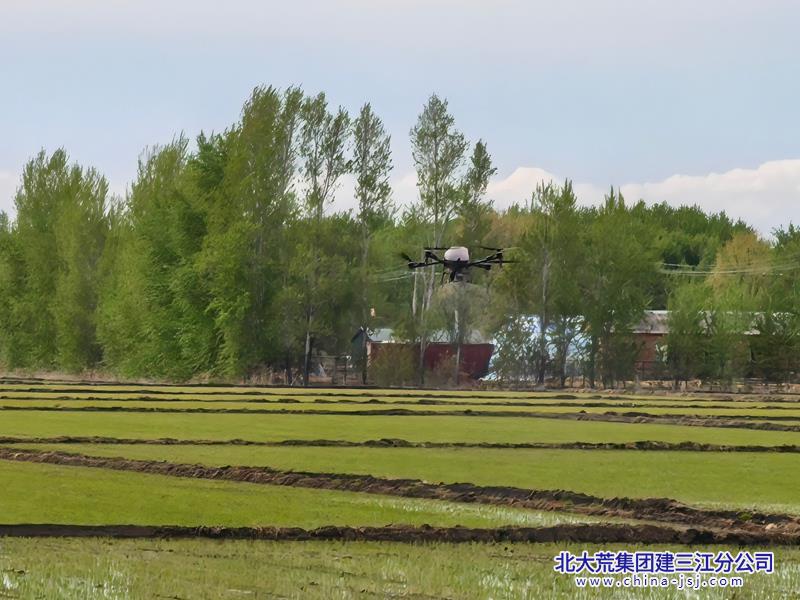 洪河农场第二管理区无人机“空中施肥” 智慧管护促分蘖.jpg