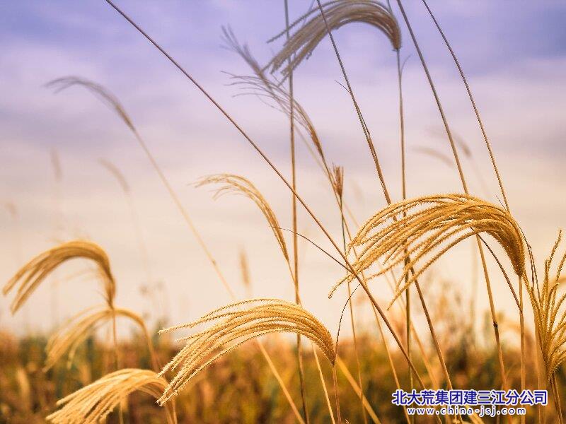 疏苇摇秋.jpg