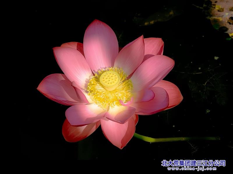 暗夜浮红莲，金光藏花心.jpg