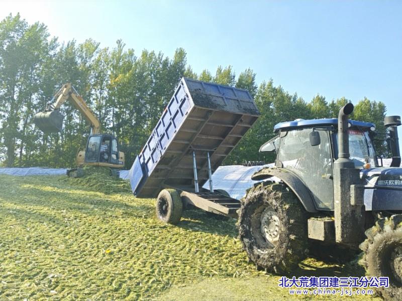 2026青贮玉米.jpg 2026青贮玉米.jpg