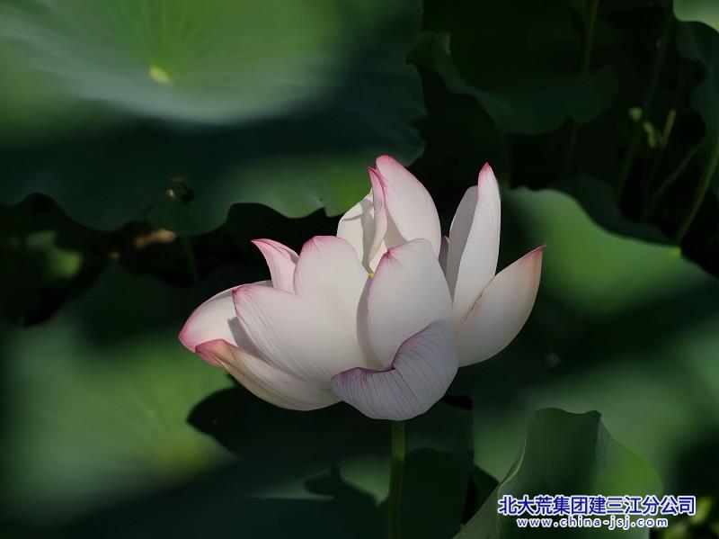淤泥深处，静绽清荷.jpg