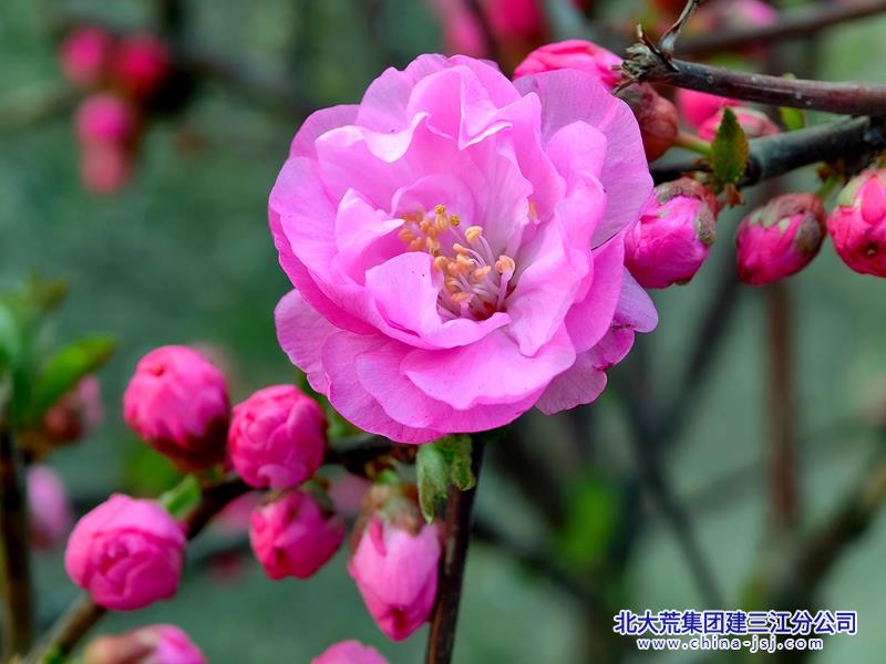 杏花初绽醉春娇.jpg