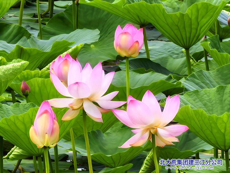 碧叶擎开菡萏娇.jpg