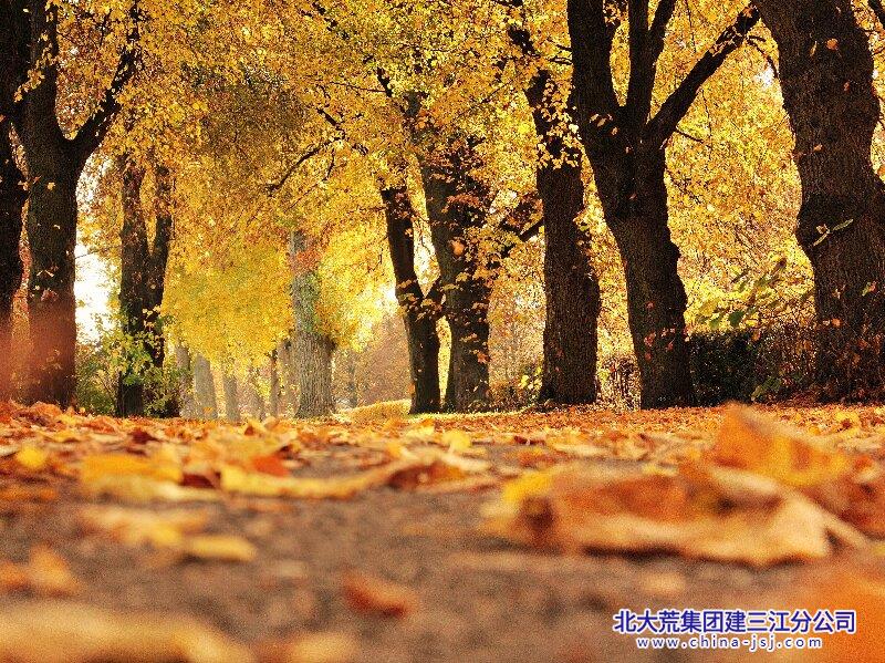 林藏秋，径铺金.jpg
