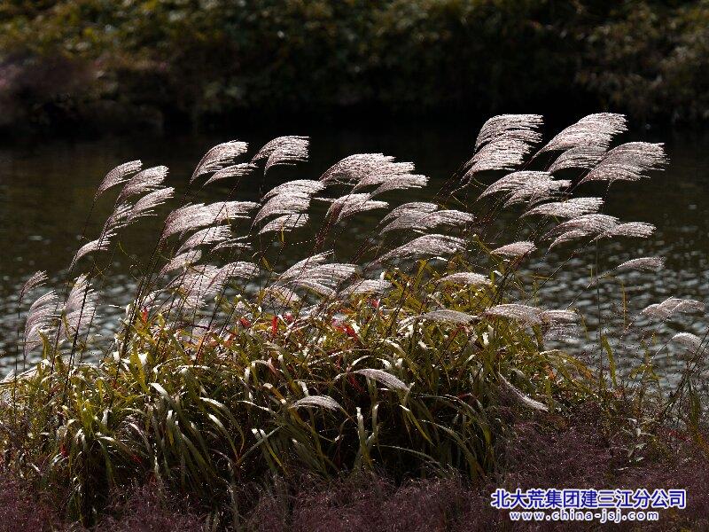 金九银十，风曳秋泱.jpg
