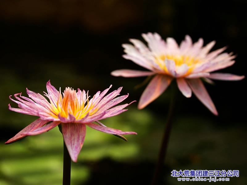 IMG_8636.jpg