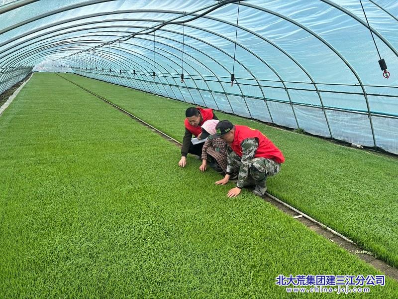 志愿服务队指导种植户秧田管理技术.jpg